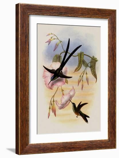 Great Forked-Tailed Hummingbird, Hylonympha Macrocerca-John Gould-Framed Giclee Print