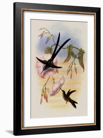 Great Forked-Tailed Hummingbird, Hylonympha Macrocerca-John Gould-Framed Giclee Print