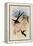 Great Forked-Tailed Hummingbird, Hylonympha Macrocerca-John Gould-Framed Premier Image Canvas