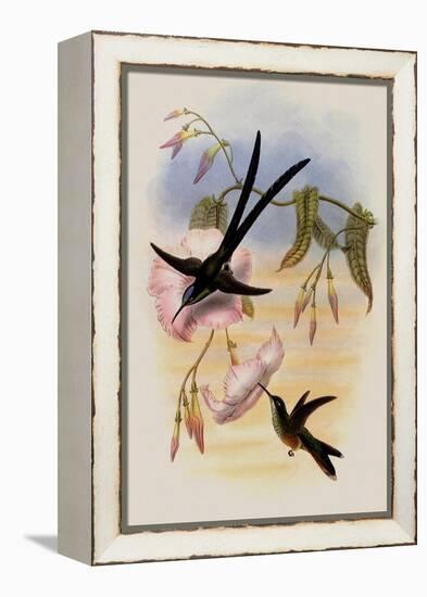 Great Forked-Tailed Hummingbird, Hylonympha Macrocerca-John Gould-Framed Premier Image Canvas