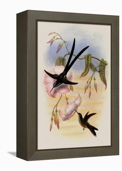 Great Forked-Tailed Hummingbird, Hylonympha Macrocerca-John Gould-Framed Premier Image Canvas