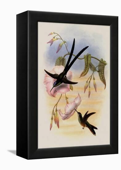 Great Forked-Tailed Hummingbird, Hylonympha Macrocerca-John Gould-Framed Premier Image Canvas