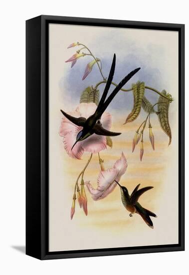 Great Forked-Tailed Hummingbird, Hylonympha Macrocerca-John Gould-Framed Premier Image Canvas