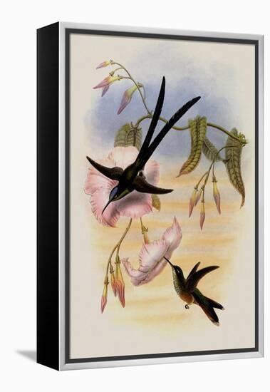 Great Forked-Tailed Hummingbird, Hylonympha Macrocerca-John Gould-Framed Premier Image Canvas