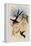 Great Forked-Tailed Hummingbird, Hylonympha Macrocerca-John Gould-Framed Premier Image Canvas