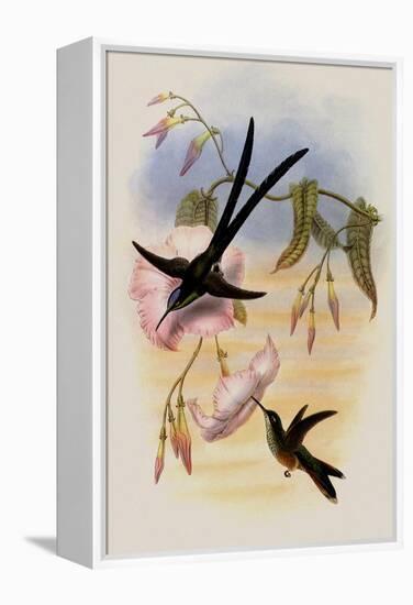 Great Forked-Tailed Hummingbird, Hylonympha Macrocerca-John Gould-Framed Premier Image Canvas