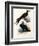 Great Frigate Bird, 1864-null-Framed Giclee Print