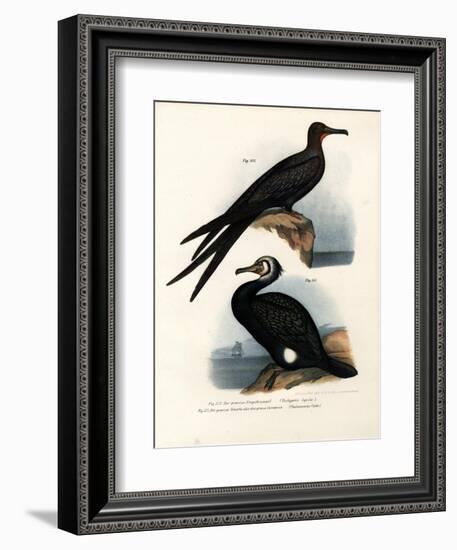 Great Frigate Bird, 1864-null-Framed Giclee Print