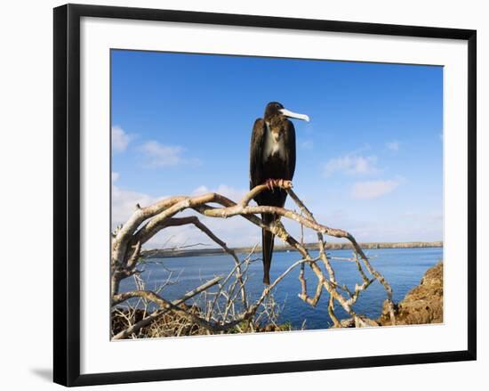 Great Frigate Bird (Frigata Minor), Isla Genovesa, Galapagos Islands, Ecuador-Christian Kober-Framed Photographic Print