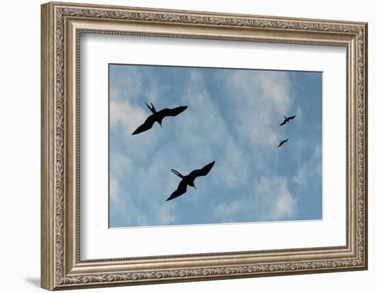 Great Frigate birds (Fregata minor ridgwayi), South Plaza Island, Galapagos islands, Ecuador.-Sergio Pitamitz-Framed Photographic Print