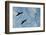 Great Frigate birds (Fregata minor ridgwayi), South Plaza Island, Galapagos islands, Ecuador.-Sergio Pitamitz-Framed Photographic Print