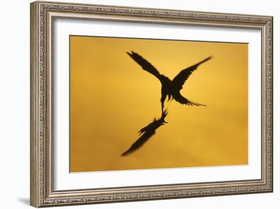 Great Frigatebird Catching Red-Footed Booby-null-Framed Photographic Print