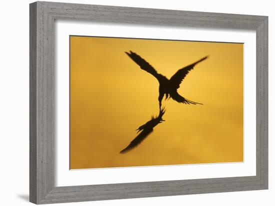 Great Frigatebird Catching Red-Footed Booby-null-Framed Photographic Print