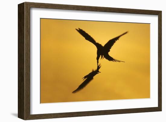 Great Frigatebird Catching Red-Footed Booby-null-Framed Photographic Print