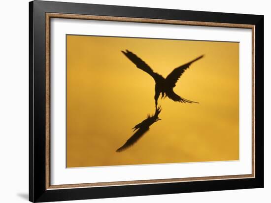 Great Frigatebird Catching Red-Footed Booby-null-Framed Photographic Print