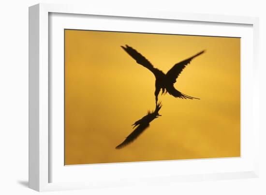 Great Frigatebird Catching Red-Footed Booby-null-Framed Photographic Print