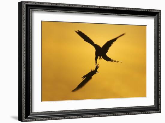 Great Frigatebird Catching Red-Footed Booby-null-Framed Photographic Print