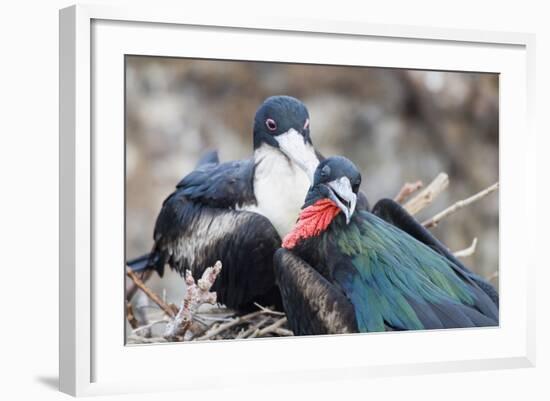 Great Frigatebird Male and Female Pair-DLILLC-Framed Photographic Print