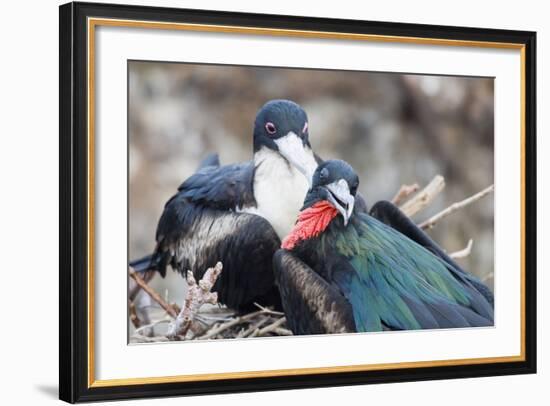 Great Frigatebird Male and Female Pair-DLILLC-Framed Photographic Print