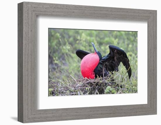 Great Frigatebird Male (Fregata Minori)-G and M Therin-Weise-Framed Photographic Print