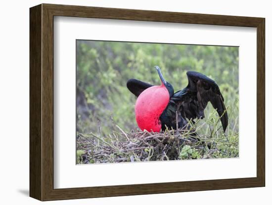 Great Frigatebird Male (Fregata Minori)-G and M Therin-Weise-Framed Photographic Print