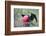 Great Frigatebird Male (Fregata Minori)-G and M Therin-Weise-Framed Photographic Print