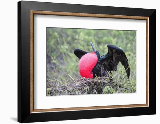 Great Frigatebird Male (Fregata Minori)-G and M Therin-Weise-Framed Photographic Print