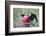 Great Frigatebird Male (Fregata Minori)-G and M Therin-Weise-Framed Photographic Print