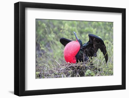 Great Frigatebird Male (Fregata Minori)-G and M Therin-Weise-Framed Photographic Print