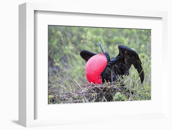 Great Frigatebird Male (Fregata Minori)-G and M Therin-Weise-Framed Photographic Print