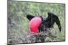 Great Frigatebird Male (Fregata Minori)-G and M Therin-Weise-Mounted Photographic Print