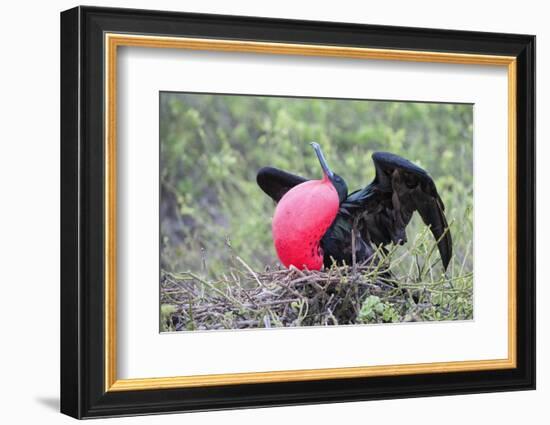 Great Frigatebird Male (Fregata Minori)-G and M Therin-Weise-Framed Photographic Print