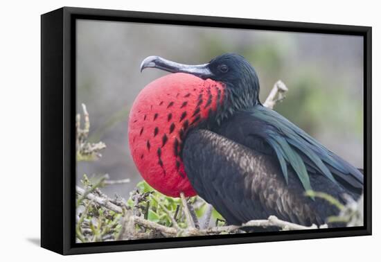 Great Frigatebird Puffing His Inflatable Red Throat Pouch-DLILLC-Framed Premier Image Canvas