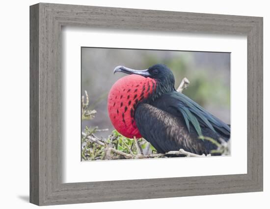 Great Frigatebird Puffing His Inflatable Red Throat Pouch-DLILLC-Framed Photographic Print