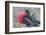 Great Frigatebird Puffing His Inflatable Red Throat Pouch-DLILLC-Framed Photographic Print