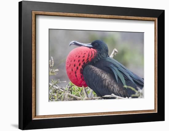 Great Frigatebird Puffing His Inflatable Red Throat Pouch-DLILLC-Framed Photographic Print