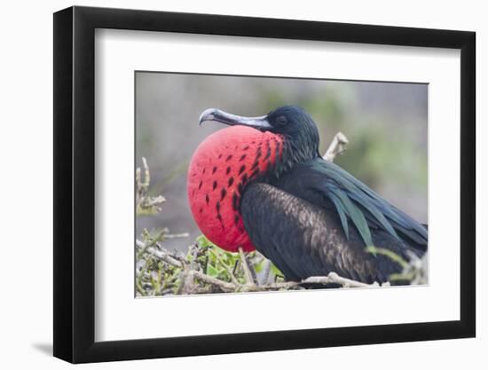 Great Frigatebird Puffing His Inflatable Red Throat Pouch-DLILLC-Framed Photographic Print