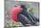 Great Frigatebird Puffing His Inflatable Red Throat Pouch-DLILLC-Mounted Photographic Print