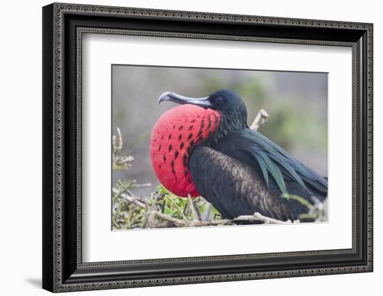 Great Frigatebird Puffing His Inflatable Red Throat Pouch-DLILLC-Framed Photographic Print