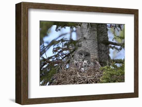 Great Gray Owl (Great Grey Owl) (Strix Nebulosa) Female and 11-Day-Old Chicks-James-Framed Photographic Print