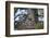 Great Gray Owl (Great Grey Owl) (Strix Nebulosa) Female and 11-Day-Old Chicks-James-Framed Photographic Print