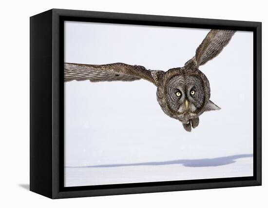 Great Gray Owl Hunting Over Snow-Joe McDonald-Framed Premier Image Canvas