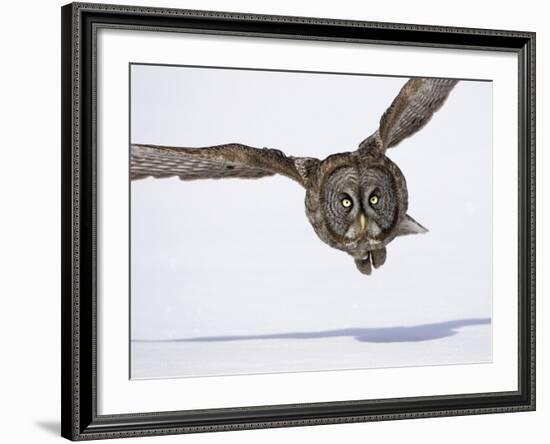 Great Gray Owl Hunting Over Snow-Joe McDonald-Framed Photographic Print