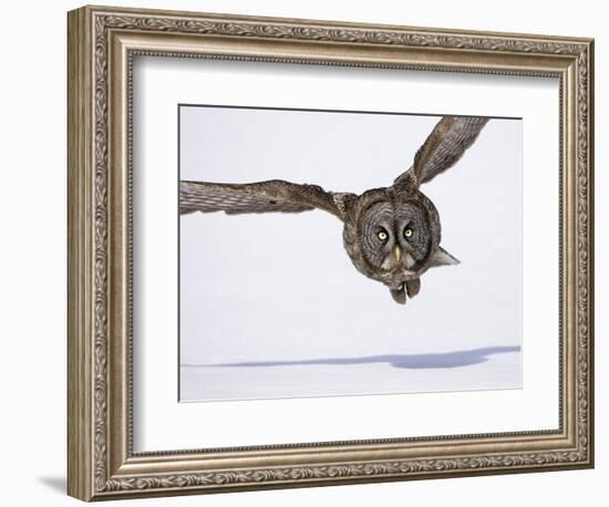 Great Gray Owl Hunting Over Snow-Joe McDonald-Framed Photographic Print