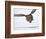 Great Gray Owl Hunting Over Snow-Joe McDonald-Framed Photographic Print