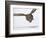 Great Gray Owl Hunting Over Snow-Joe McDonald-Framed Photographic Print