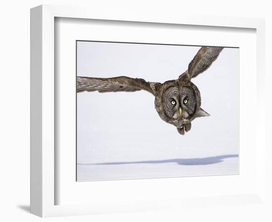 Great Gray Owl Hunting Over Snow-Joe McDonald-Framed Photographic Print