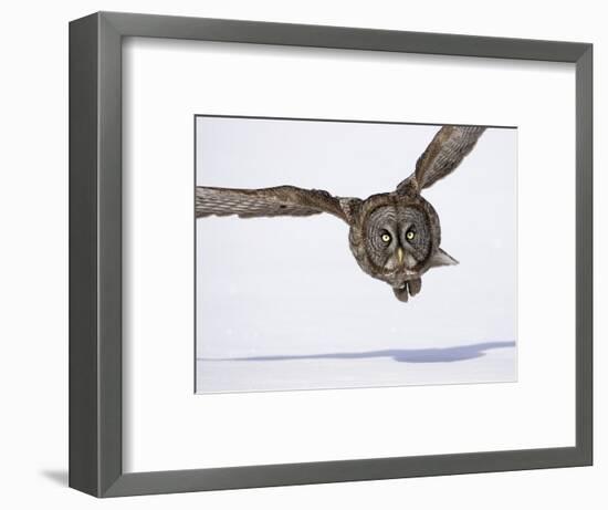 Great Gray Owl Hunting Over Snow-Joe McDonald-Framed Photographic Print