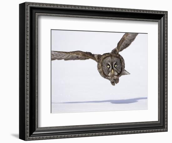 Great Gray Owl Hunting Over Snow-Joe McDonald-Framed Photographic Print