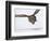 Great Gray Owl Hunting Over Snow-Joe McDonald-Framed Photographic Print